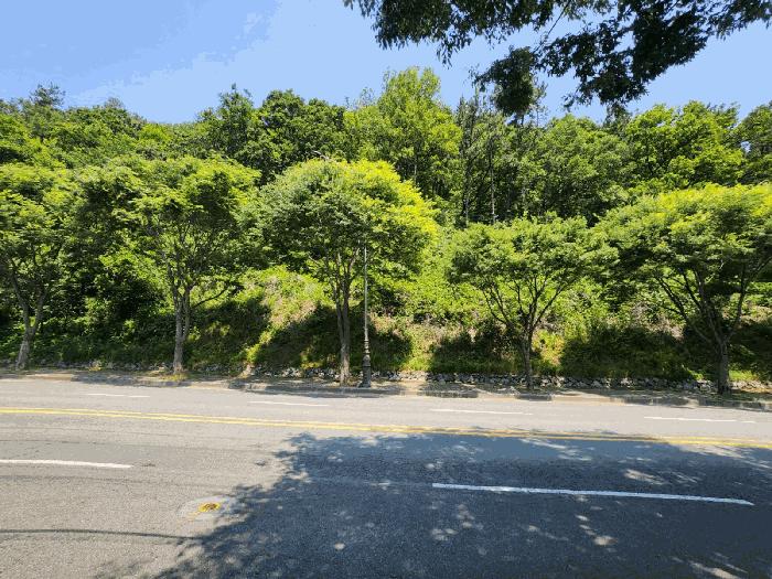 부산 강서구 임야