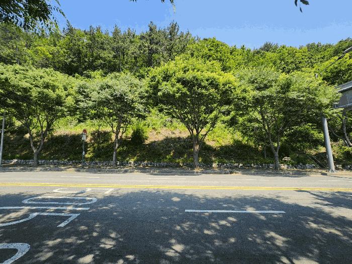 부산광역시 강서구 지사동 산190-1 임야 경매 사진 10