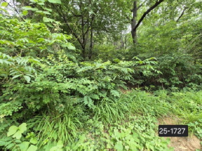 부산광역시 강서구 지사동 산190-1 임야 경매 사진 8
