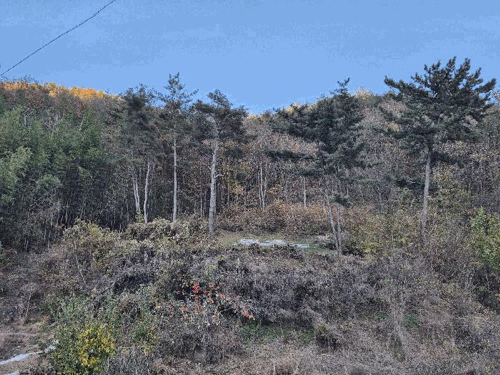 경상남도 의령군 정곡면 중교리 1417 임야 경매 사진 6