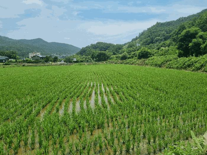 경상북도 구미시 산동읍 인덕리 96 답 경매 사진 5