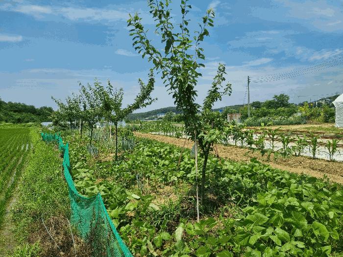 경상북도 구미시 산동읍 인덕리 412-2 답 경매 사진 3
