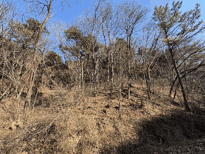 경상북도 울진군 평해읍 거일리 산53 임야 경매 사진 6