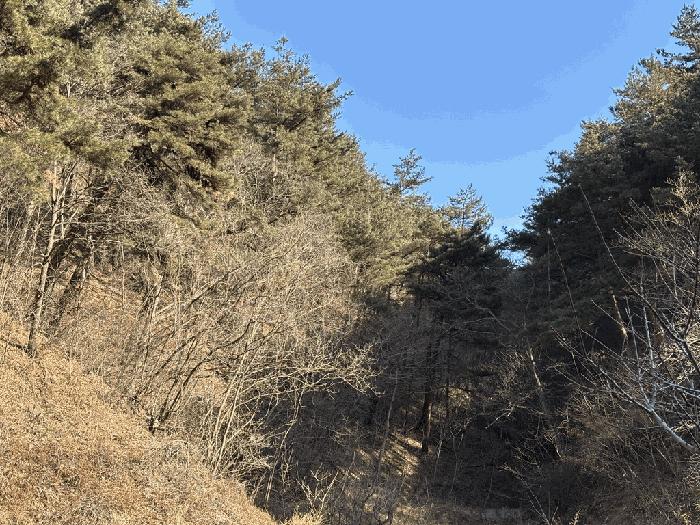 경상북도 울진군 평해읍 거일리 산89 임야 경매 사진 9