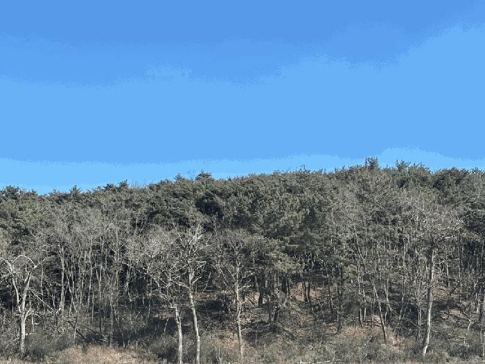 경상북도 울진군 평해읍 거일리 산96 임야 경매 사진 11