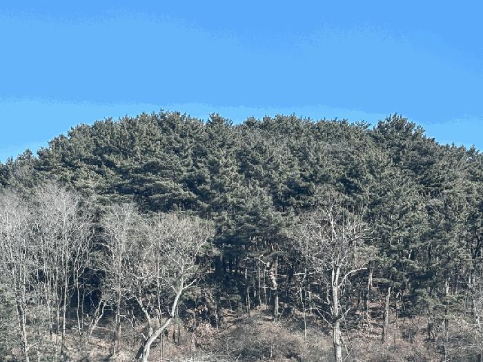 경상북도 울진군 평해읍 거일리 산100 임야 경매 사진 3