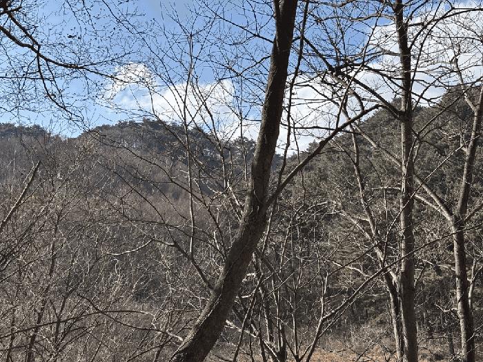 경상북도 울진군 평해읍 거일리 산115 임야 경매 사진 10