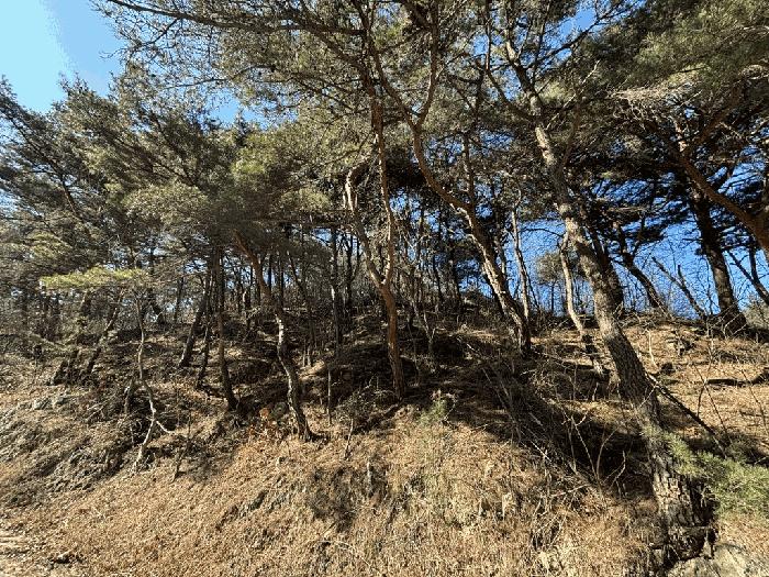 경상북도 울진군 평해읍 거일리 산140 임야 경매 사진 1