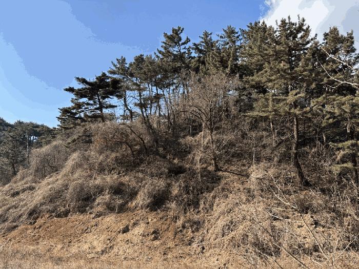 경상북도 울진군 평해읍 거일리 산140 임야 경매 사진 12