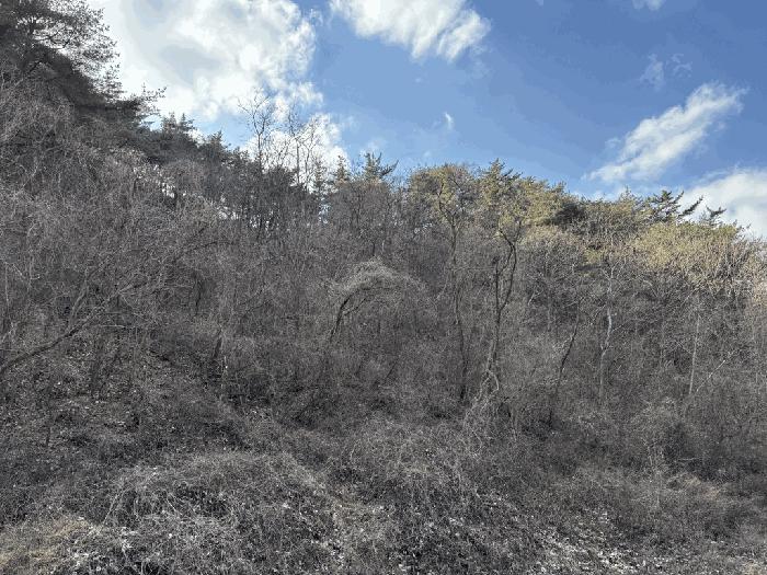 경상북도 울진군 평해읍 거일리 산140 임야 경매 사진 14
