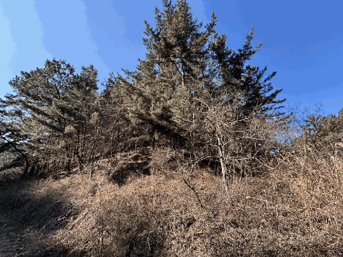 경상북도 울진군 평해읍 학곡리 산46 임야 경매 사진 5
