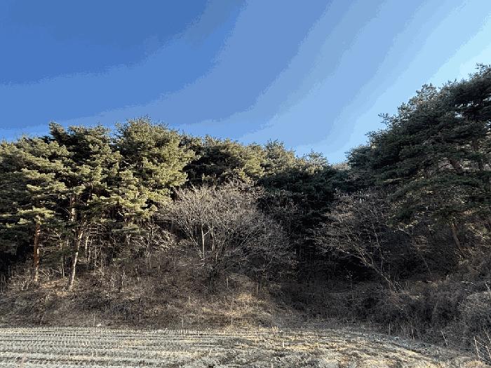 경상북도 울진군 후포면 후포리 산48 임야 경매 사진 13
