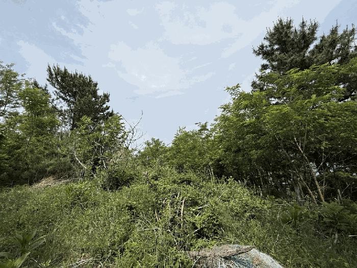 경상북도 울진군 임야