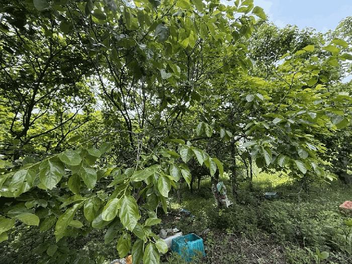경상북도 울진군 기성면 사동리 347 임야 경매 사진 2