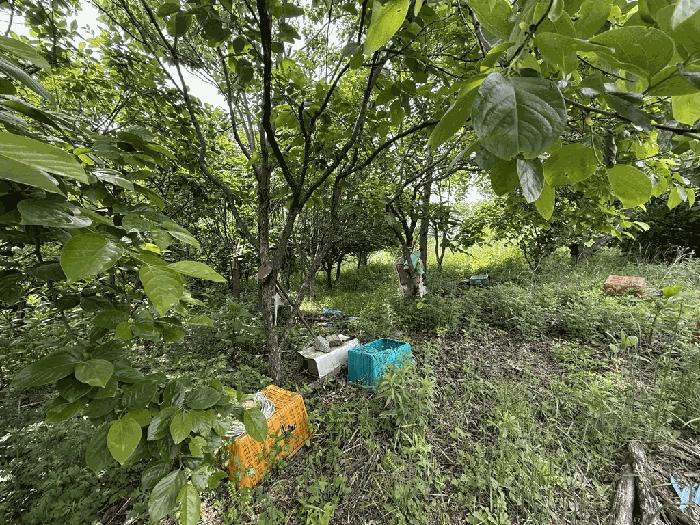 경상북도 울진군 기성면 사동리 347 임야 경매 사진 3