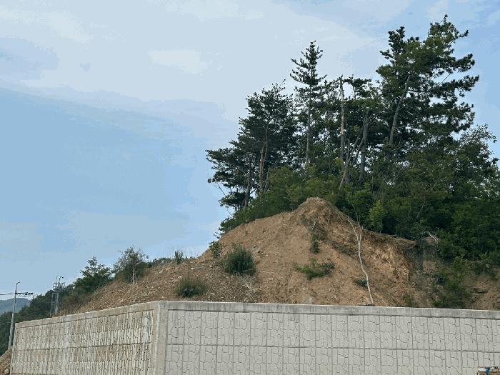 경상북도 울진군 후포면 삼율리 530-74 임야 경매 사진 4