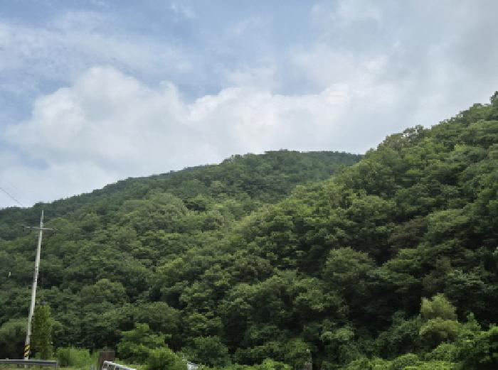 경상북도 영덕군 남정면 도천리 산159 임야 경매 사진 3