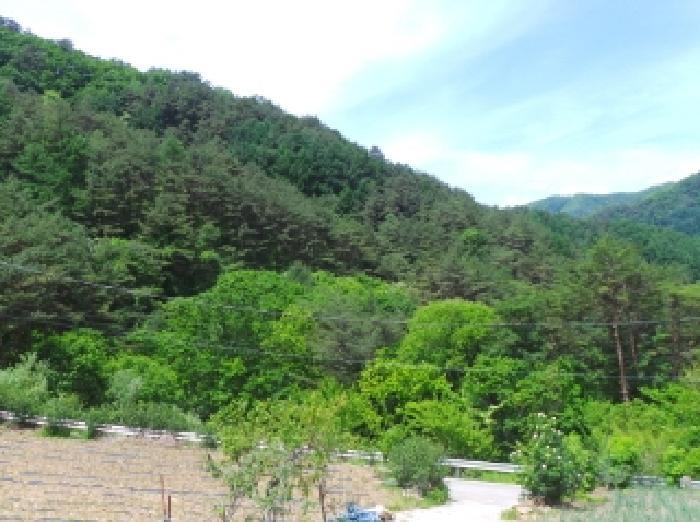 강원특별자치도 정선군 화암면 화암리 605 임야 경매 사진 4