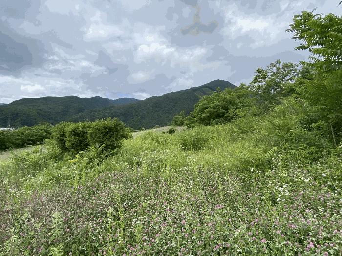 강원특별자치도 정선군 여량면 여량리 374 전 경매 사진 2
