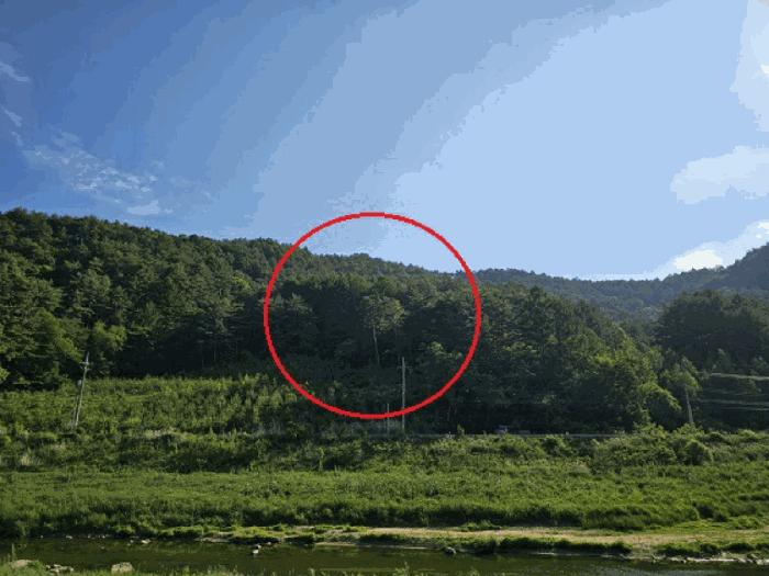 강원특별자치도 평창군 대관령면 수하리 산85-7 임야 경매 사진 3