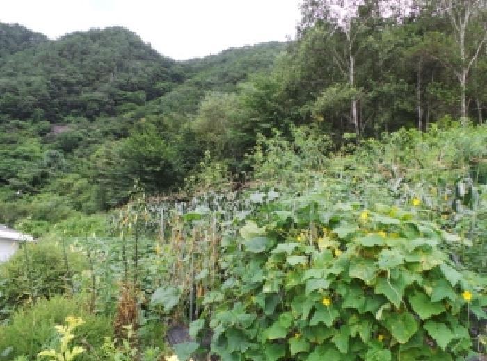 강원특별자치도 평창군 평창읍 뇌운리 76-4 전 경매 사진 4