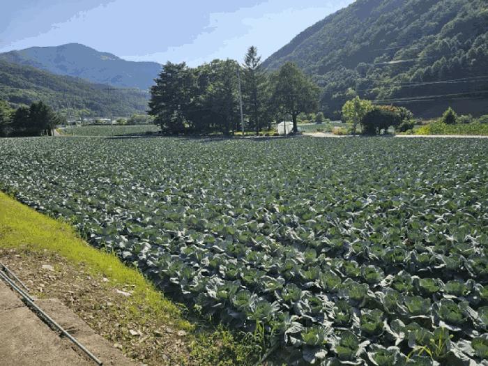강원특별자치도 평창군 대화면 하안미리 119 전 경매 사진 2