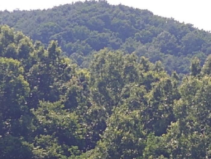 충청남도 금산군 추부면 서대리 산34-4 임야 경매 사진 12