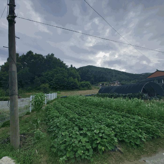 충청남도 금산군 추부면 서대리 산34-4 임야 경매 사진 4