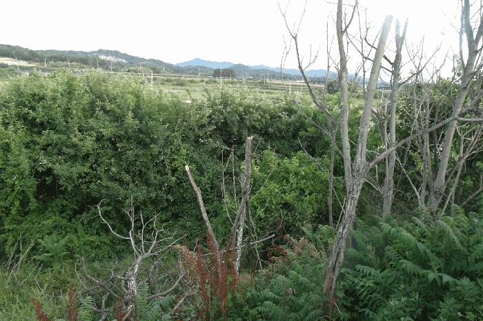 충청남도 논산시 은진면 용산리 217-10 전 경매 사진 2