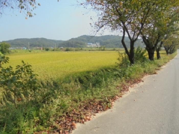 충청남도 부여군 석성면 석성리 651-13 전 경매 사진 16
