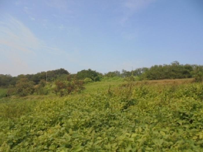 충청남도 부여군 석성면 현내리 726-11 임야 경매 사진 17