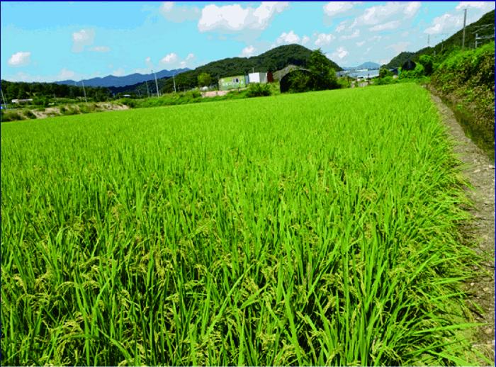 충청남도 논산시 연산면 천호리 334-4 답 경매 사진 2