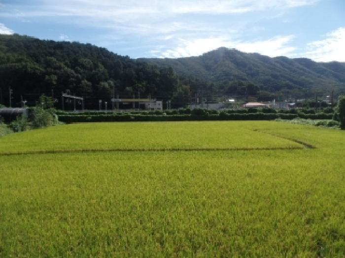 충청남도 논산시 연산면 천호리 334-4 답 경매 사진 3