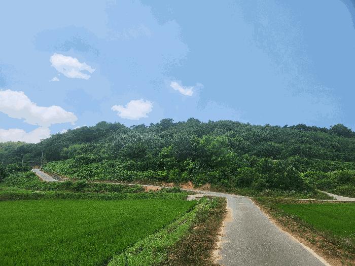 충청남도 보령시 청소면 장곡리 산149 임야 경매 사진 4