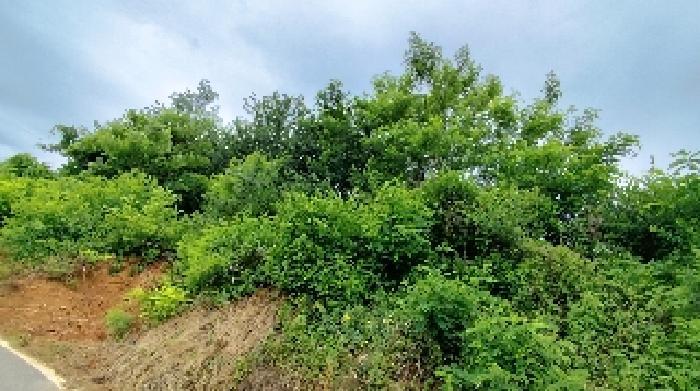 충청남도 보령시 청소면 장곡리 산149 임야 경매 사진 8