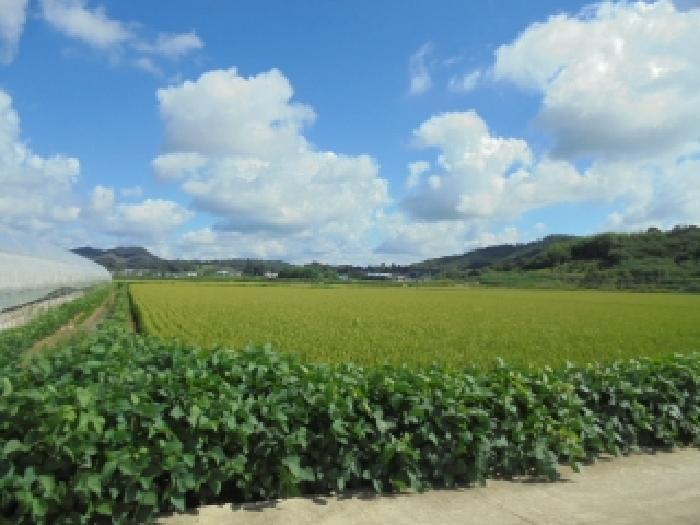 충청남도 부여군 양화면 수원리 347-3 답 경매 사진 9