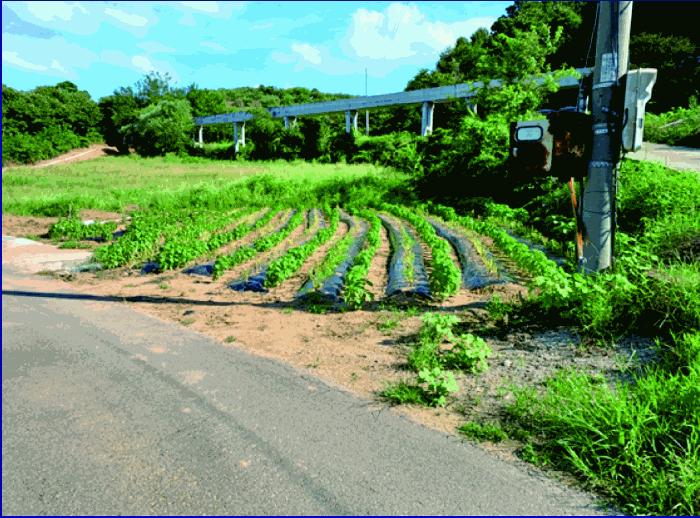 충청남도 부여군 양화면 암수리 376-1 전 경매 사진 8