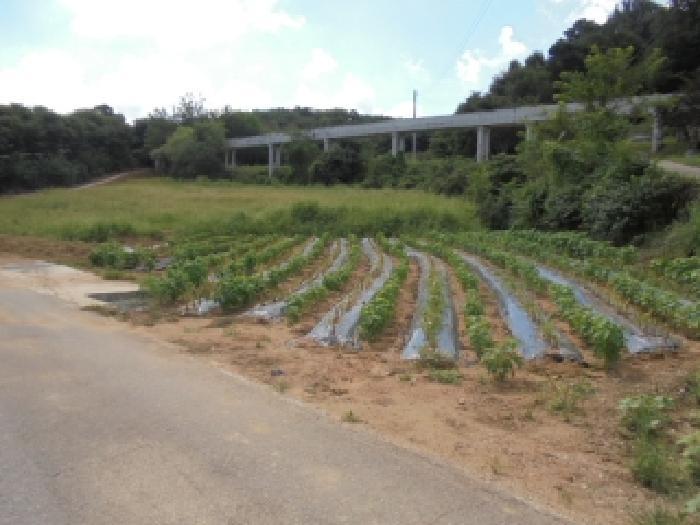 충청남도 부여군 양화면 암수리 376-4 전 경매 사진 13