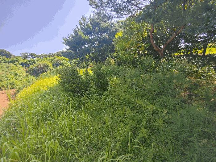 충청남도 부여군 남면 대선리 330 전 경매 사진 4
