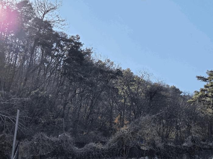 경상북도 고령군 다산면 호촌리 382-8 전 경매 사진 12