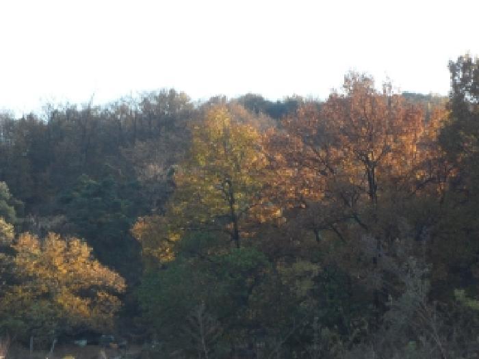 경상북도 고령군 다산면 호촌리 382-8 전 경매 사진 17