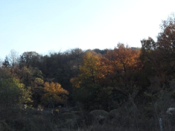 경상북도 고령군 다산면 호촌리 382-8 전 경매 사진 18