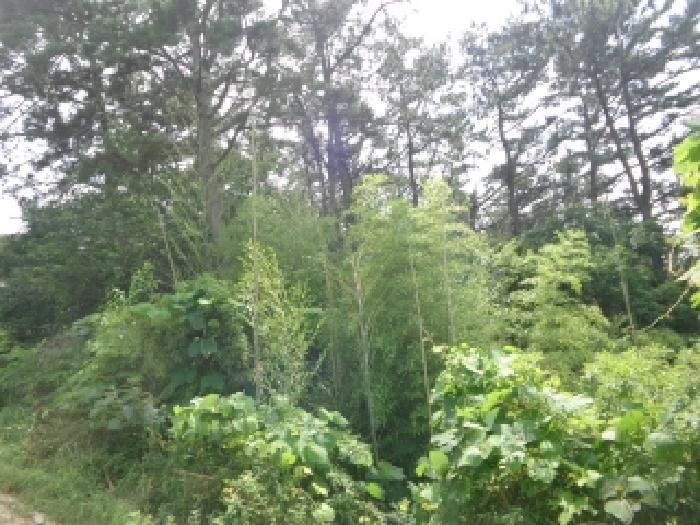 충청남도 서산시 팔봉면 고파도리 산10-6 임야 경매 사진 12
