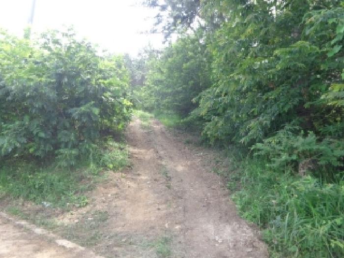 충청남도 서산시 팔봉면 고파도리 산10-6 임야 경매 사진 14