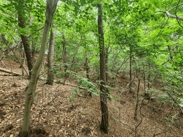 충청남도 서산시 팔봉면 고파도리 산10-6 임야 경매 사진 7