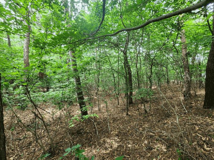 충청남도 서산시 팔봉면 고파도리 산10-6 임야 경매 사진 8