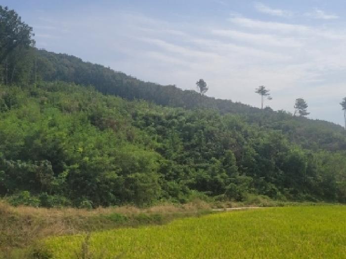 충청남도 공주시 탄천면 운곡리 산9 임야 경매 사진 9