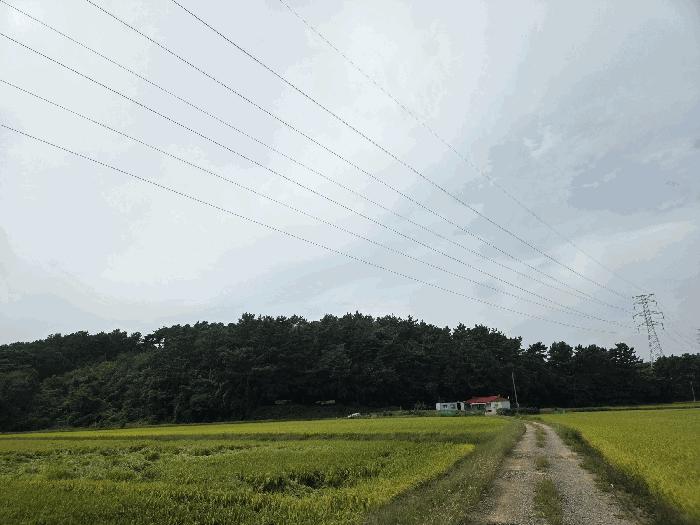 충청남도 서산시 지곡면 환성리 681-3 답 경매 사진 4