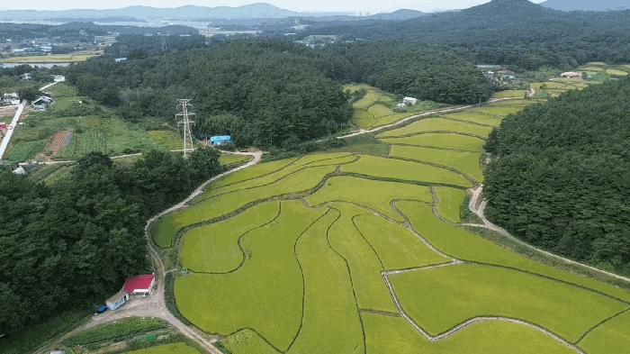 충청남도 서산시 지곡면 환성리 681-3 답 경매 사진 6