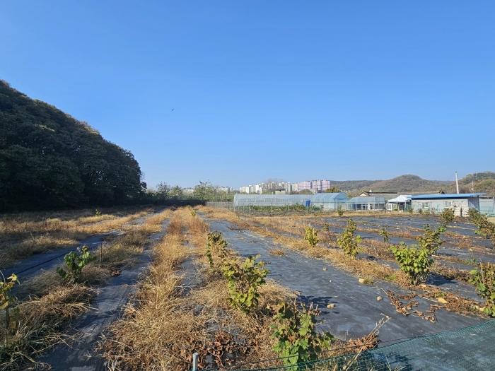 경기도 파주시 문산읍 선유리 230-5 답 경매 사진 2